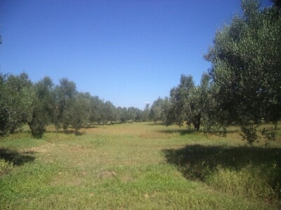 av 4 hectares +390 zitouna à bouficha