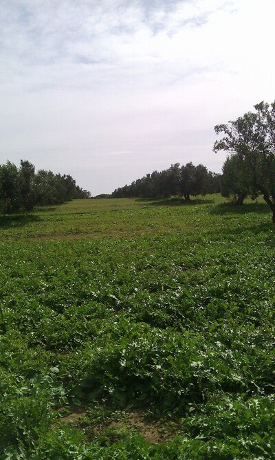 hectare+800 zitoune titre individuel à hammamet