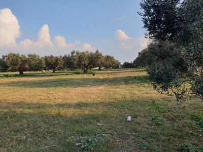 Terrain Hermes A av à l entree sidi hammed