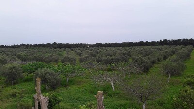 Vente une Ferme agricole de 7 hectares Kelibia