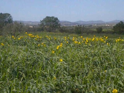 An excellent opportunity to 4.5 ha agricultural land