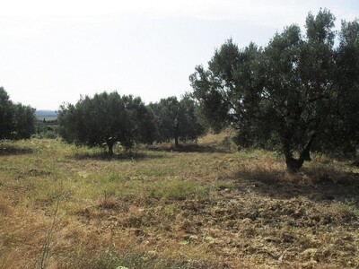 1 Hectare 2000 m2 in the countryside of Hammamet(12000m2)