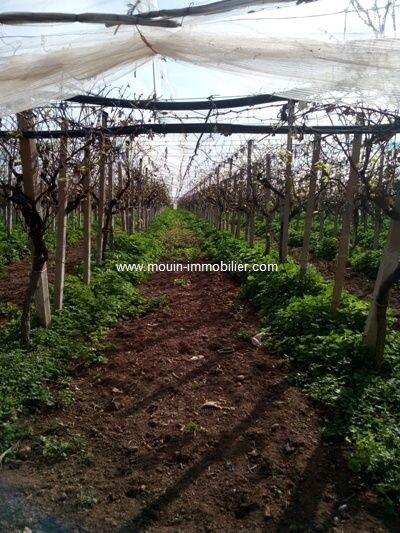 Ferme la Vigne à Morneg