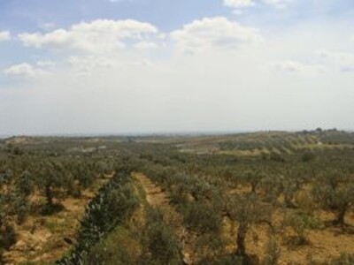 A vendre terrain agricole à hweryia à Nabeul