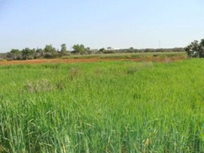 terrain agricole dans la région de Nabeul à vendre à ne pas rater
