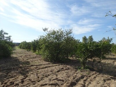 Farm EL GOBBA located at El Gobba 7 km from Gromabalia