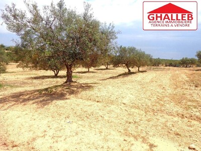 lot de terrain à la compagne de hammamet dans une zone calme
