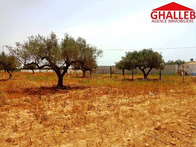 A v un lot de terrain à menchar route sidi jdidi hammamet ra