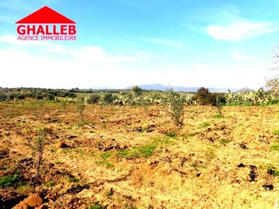 A vendre lot de terrain pres de hammamet 803