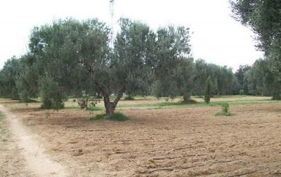 20 ha à 1 500 000 DT à Bouficha