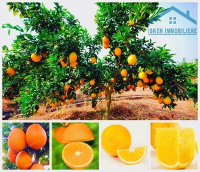 AV senia en pleine production arboré de 800 orangers a Beni Khal