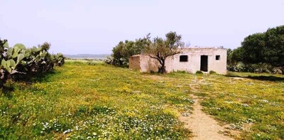 Farm CHAMOMILE at Beni Khalled Nabeul