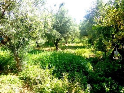un lot de 357m ² à mrezga AD