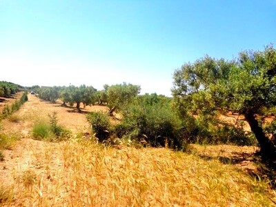 lot de terrain 5773 m manaret hammamet AD