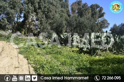 a beautiful land at hammamat