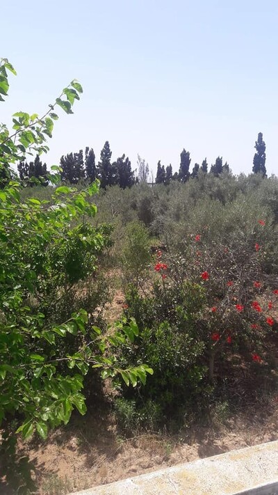 A vendre ferme de 9030 m Maamoura