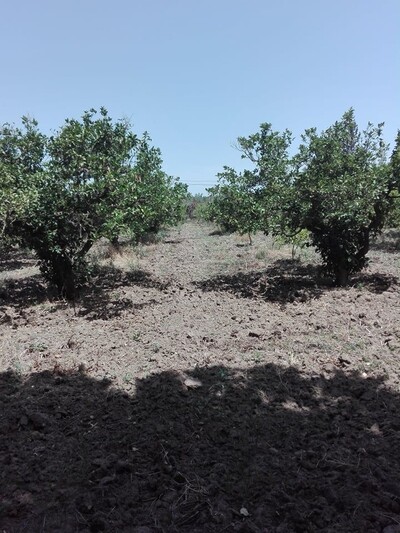 terrain agricole 1hectare 5000 hatous sidi jedidi