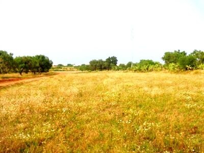 terrain à bni wael 550m AD