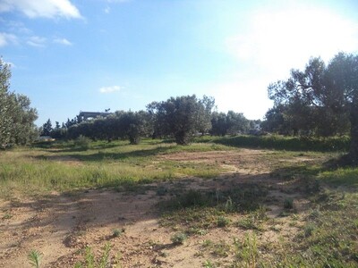 av terrain de 550 à MENCHAR proche à hammamet yasmine
