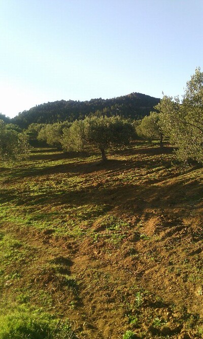 ferme de 5 hectares oliviers à Mziraa 15km à hammamet