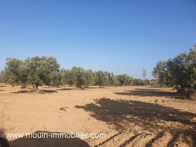 TERRAIN OPERAL Hammamet Sud