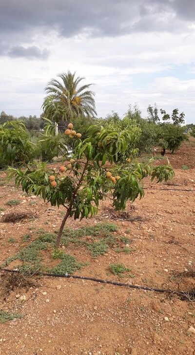 1 hectare en face Hammamet su hectare en face Hammamet sud