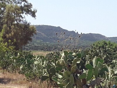 terrain 900 m a ben weail a 47Md a