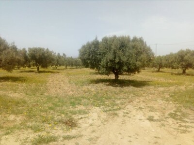 3000 m a 75Md a 10 min de hammamt a 18 arbres