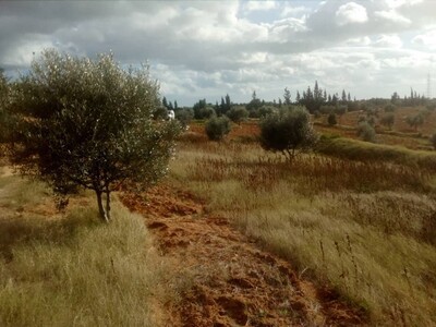 3000 m a 45MD a la compagne de hammamt