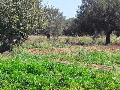 900 m 47MD a beni weail 5 mn de barket sahel
