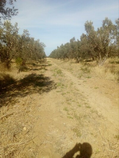 1000 m cote mer a bouficha