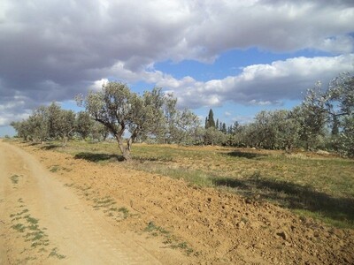 OCCASION RARE: 2680 plot with 15 olive trees at LATRECH