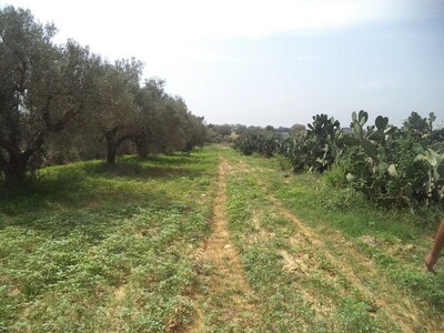 terrain agricole de 5000 à Ben Wael