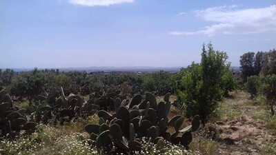 terrain agricole de 2700 près de hammamet centre ville