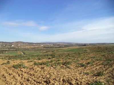 occasion rare: beau terrain de 4500 à LATRACH