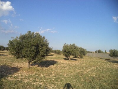 super terrain agricole de 19200m² avec 200 oliviers