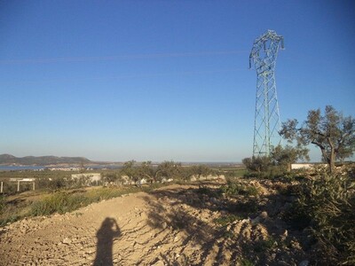 beautiful agricultural land of 16000 with 120 olive trees