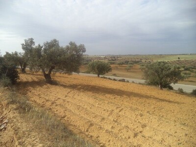 beautiful 2500m2 lot with 20 olive trees