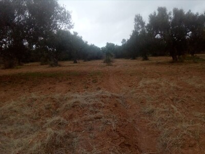 1450 m to 5 min from hammamt beach