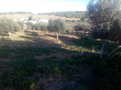 terrain a hammamet avec l'eau et l'électricité