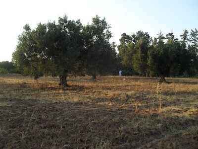 for sale a plot of 3000 meters in the hammamet Highway