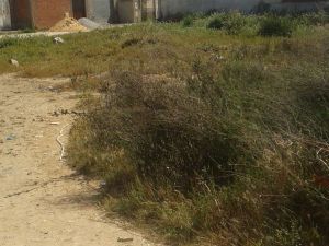 a nice lot of 599 m to the Raoued
