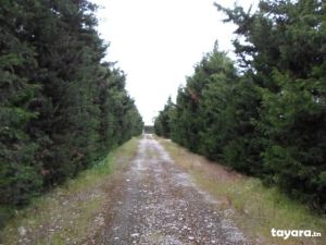 terrain agricole 15hec azmour avec ferme