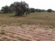 Land with 15 feet of olive trees to dhouiher zarzis