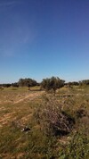 Terrain sur la collene à 300m de la route de jerba zarzis