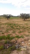 Champ d'olivier prés de la route de jerba zarzis