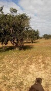 Champ d'olivier pas loin de la route de jerba