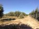 Une ferme habitable à mornag à 10 Km de Tunis
