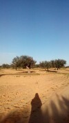 champ d'oliviers à dakhla zarzis