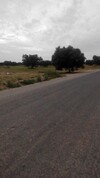 champ d'olivier au bord de la route à zarzis